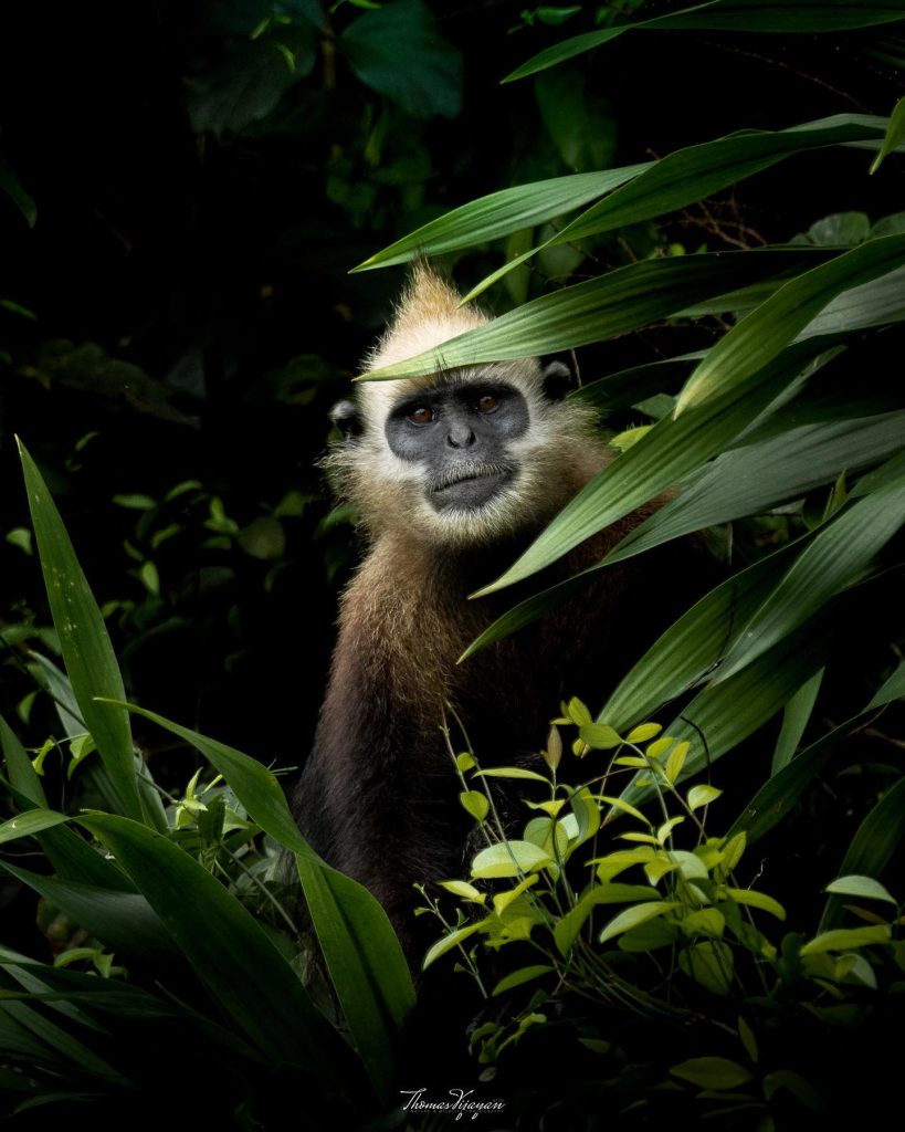 Guardians of the Wild: Protecting Endangered Species