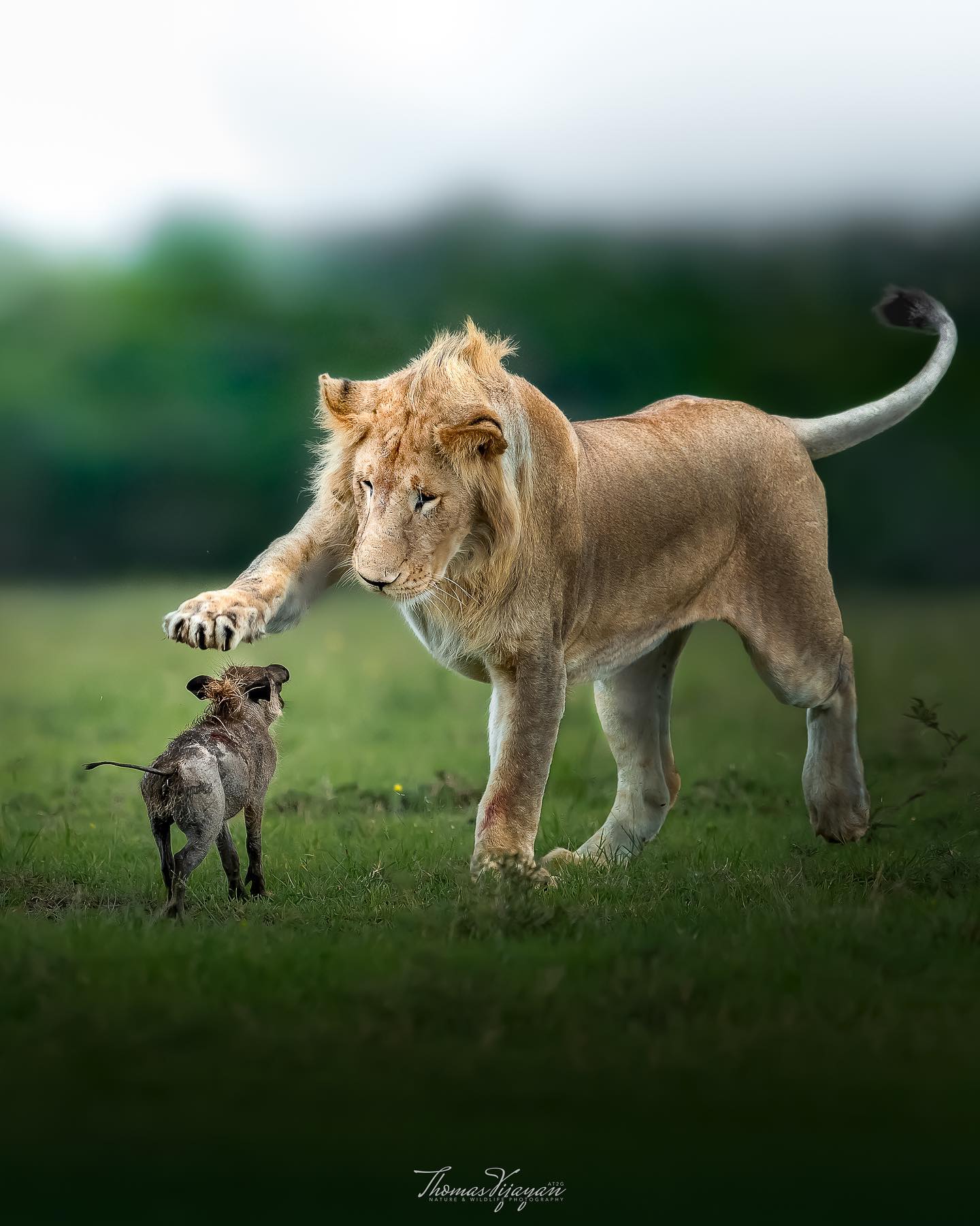 The Social Lives of Animals: Bonding Beyond Species