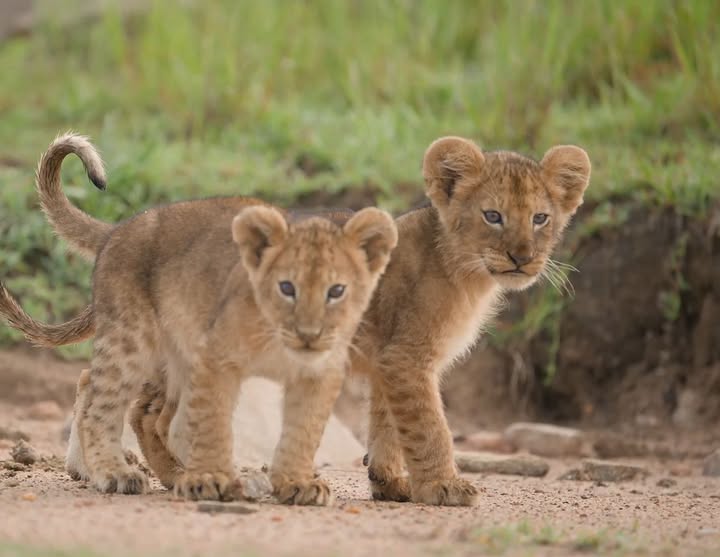 Why Lion Cubs Stay Close to Their Siblings: The Power of Pride Bonds