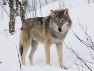 Gray Wolves: The Iconic Predators of the Wild