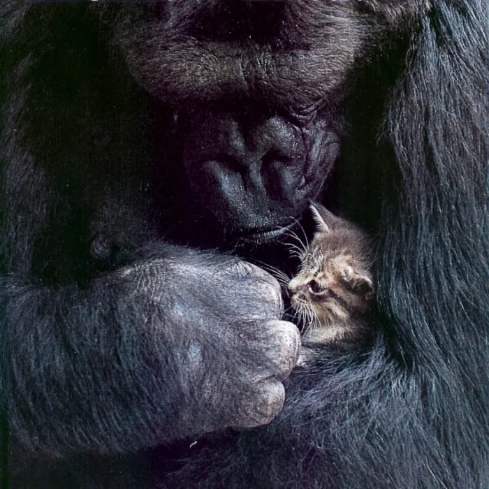 The Social Lives of Animals: Bonding Beyond Species