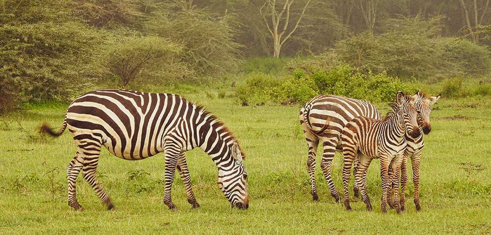 Planning Your Perfect Trip: Expert Tips from Our Safari Guides