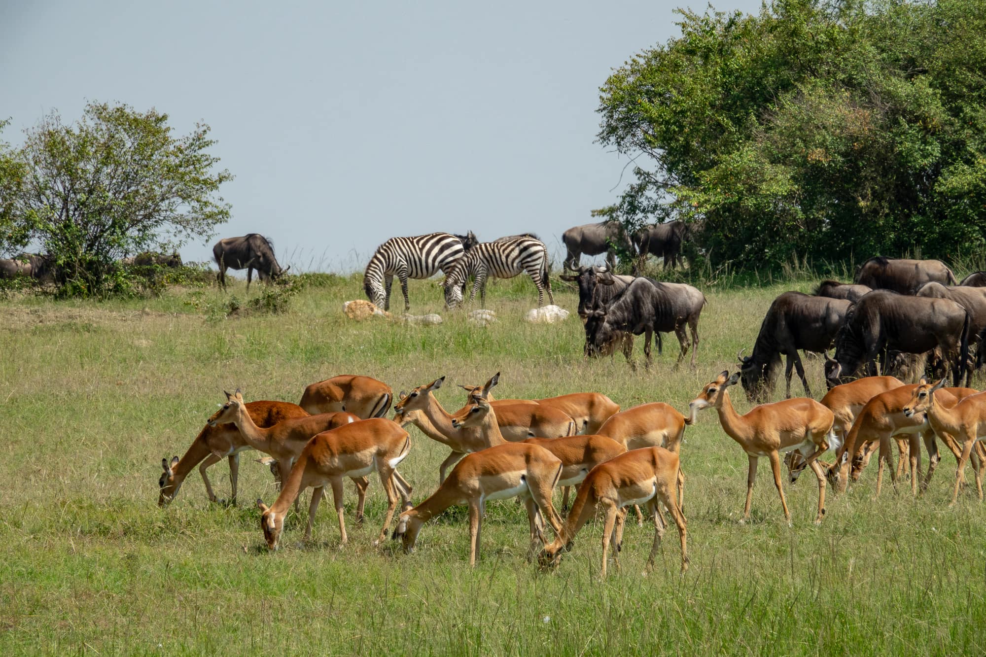 Photography Tours in Kenya: Capture the Beauty of Nature and Culture on Safari