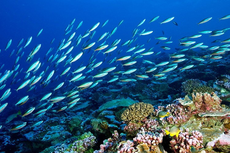 Aquatic Wonders: Exploring Life Beneath the Waves