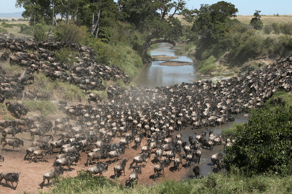 Seasonal Escapes: Best Tours for Every Time of Year in Kenya
