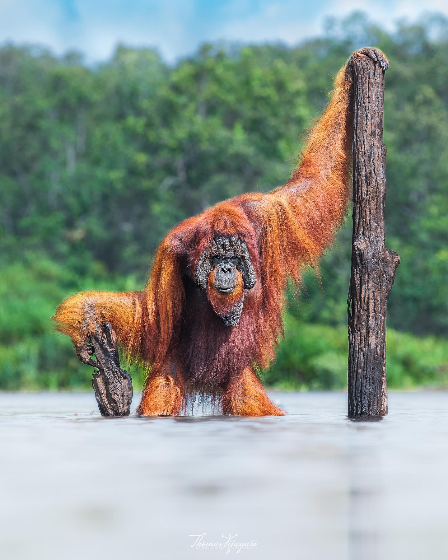 Drill Monkey: The Endangered Primate of West Africa