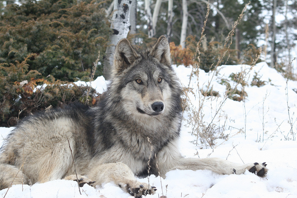 Gray Wolves: The Iconic Predators of the Wild